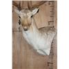 Image 5 : Big 18-Point FALLOW DEER Wall Pedestal