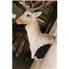 Image 6 : Big 18-Point FALLOW DEER Wall Pedestal