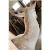 Image 7 : Big 18-Point FALLOW DEER Wall Pedestal