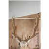 Image 8 : Big 18-Point FALLOW DEER Wall Pedestal