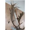 Image 9 : Big 18-Point FALLOW DEER Wall Pedestal