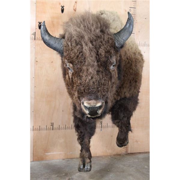 XXL Half-body BUFFALO or BISON Mount with BIG Reproduction Horns