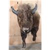 Image 1 : XXL Half-body BUFFALO or BISON Mount with BIG Reproduction Horns
