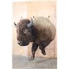 Image 2 : XXL Half-body BUFFALO or BISON Mount with BIG Reproduction Horns