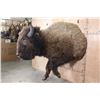 Image 3 : XXL Half-body BUFFALO or BISON Mount with BIG Reproduction Horns