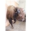 Image 4 : XXL Half-body BUFFALO or BISON Mount with BIG Reproduction Horns