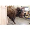 Image 5 : XXL Half-body BUFFALO or BISON Mount with BIG Reproduction Horns
