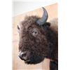 Image 6 : XXL Half-body BUFFALO or BISON Mount with BIG Reproduction Horns