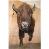 Image 7 : XXL Half-body BUFFALO or BISON Mount with BIG Reproduction Horns
