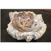 Image 1 : XL Polished PETRIFIED WOOD Bowl or Basin from a Single Stump, Weight: 32 lbs