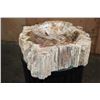 Image 4 : XL Polished PETRIFIED WOOD Bowl or Basin from a Single Stump, Weight: 32 lbs