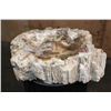 Image 5 : XL Polished PETRIFIED WOOD Bowl or Basin from a Single Stump, Weight: 32 lbs