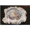 Image 7 : XL Polished PETRIFIED WOOD Bowl or Basin from a Single Stump, Weight: 32 lbs