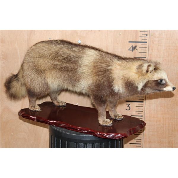 Life-sized TANUKI or JAPANESE RACCOON DOG on a Wood Base