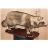 Image 1 : Life-sized TANUKI or JAPANESE RACCOON DOG on a Wood Base