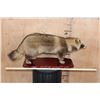 Image 2 : Life-sized TANUKI or JAPANESE RACCOON DOG on a Wood Base