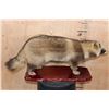 Image 3 : Life-sized TANUKI or JAPANESE RACCOON DOG on a Wood Base
