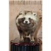 Image 4 : Life-sized TANUKI or JAPANESE RACCOON DOG on a Wood Base