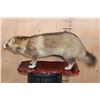 Image 5 : Life-sized TANUKI or JAPANESE RACCOON DOG on a Wood Base