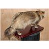 Image 7 : Life-sized TANUKI or JAPANESE RACCOON DOG on a Wood Base
