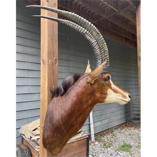 African SABLE ANTELOPE Shoulder Mount with Removable Horns