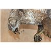 Image 10 : *Rarely Seen* Life-sized EUROPEAN BUZZARD Perched on a Branch and Wood Base