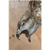 Image 11 : *Rarely Seen* Life-sized EUROPEAN BUZZARD Perched on a Branch and Wood Base