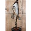 Image 12 : *Rarely Seen* Life-sized EUROPEAN BUZZARD Perched on a Branch and Wood Base