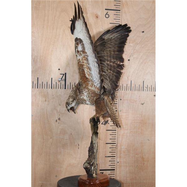 *Rarely Seen* Life-sized EUROPEAN BUZZARD Perched on a Branch and Wood Base