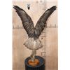 Image 3 : *Rarely Seen* Life-sized EUROPEAN BUZZARD Perched on a Branch and Wood Base