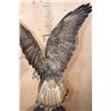 Image 4 : *Rarely Seen* Life-sized EUROPEAN BUZZARD Perched on a Branch and Wood Base