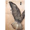 Image 5 : *Rarely Seen* Life-sized EUROPEAN BUZZARD Perched on a Branch and Wood Base