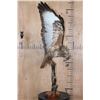 Image 6 : *Rarely Seen* Life-sized EUROPEAN BUZZARD Perched on a Branch and Wood Base