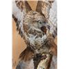 Image 9 : *Rarely Seen* Life-sized EUROPEAN BUZZARD Perched on a Branch and Wood Base