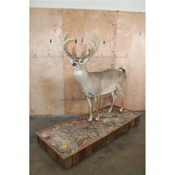 Big 16-Point Life-sized WHITETAIL DEER Buck on a Base with Wheels
