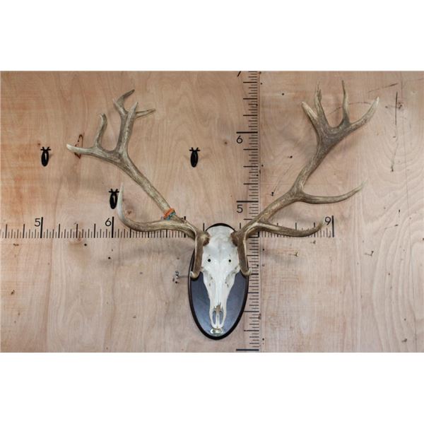 Big 16-Point RED STAG Skull on a Wooden Plaque