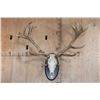 Image 1 : Big 16-Point RED STAG Skull on a Wooden Plaque