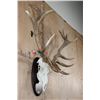Image 2 : Big 16-Point RED STAG Skull on a Wooden Plaque