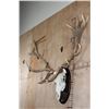 Image 3 : Big 16-Point RED STAG Skull on a Wooden Plaque