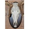 Image 5 : Big 16-Point RED STAG Skull on a Wooden Plaque