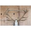 Image 7 : Big 16-Point RED STAG Skull on a Wooden Plaque