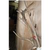 Image 8 : Big 16-Point RED STAG Skull on a Wooden Plaque