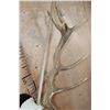 Image 9 : Big 16-Point RED STAG Skull on a Wooden Plaque