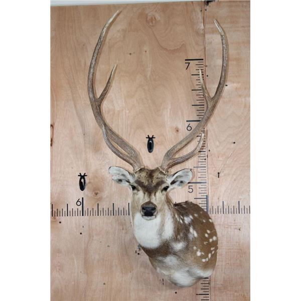 Big AXIS DEER Shoulder Mount