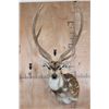 Image 1 : Big AXIS DEER Shoulder Mount