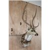 Image 2 : Big AXIS DEER Shoulder Mount