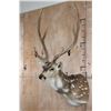 Image 3 : Big AXIS DEER Shoulder Mount