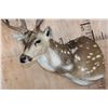 Image 4 : Big AXIS DEER Shoulder Mount