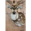 Image 5 : Big AXIS DEER Shoulder Mount
