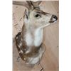 Image 6 : Big AXIS DEER Shoulder Mount